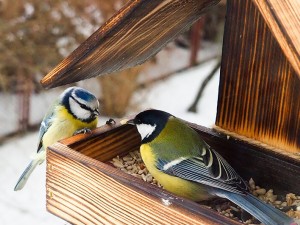 How to Choose the Right Bird Feeder for Your Garden