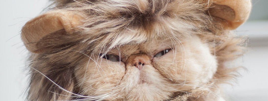 Pet Wigs: The Newest Trend in Pet Fashion